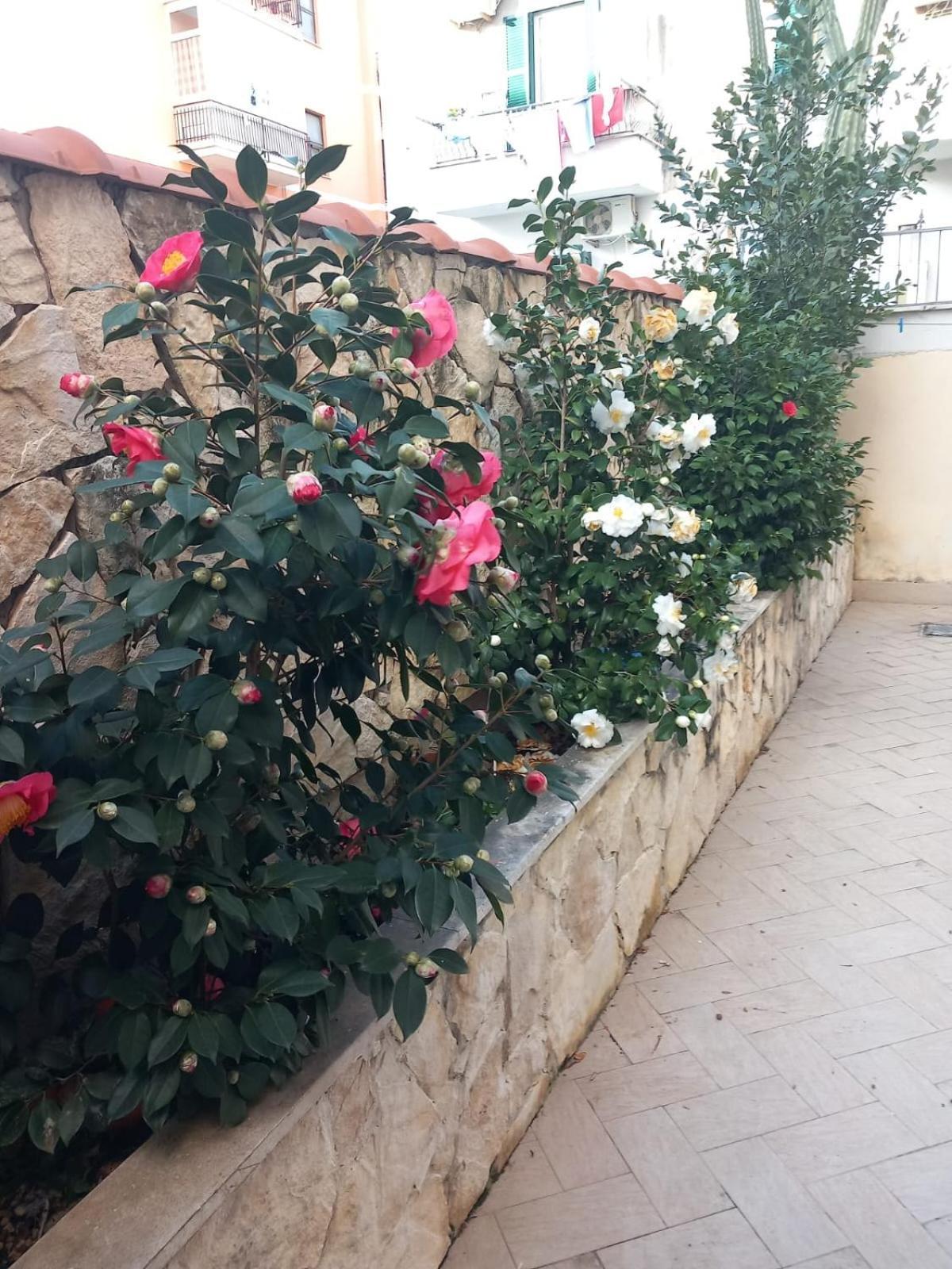Domus Albanella Apartamento Roma